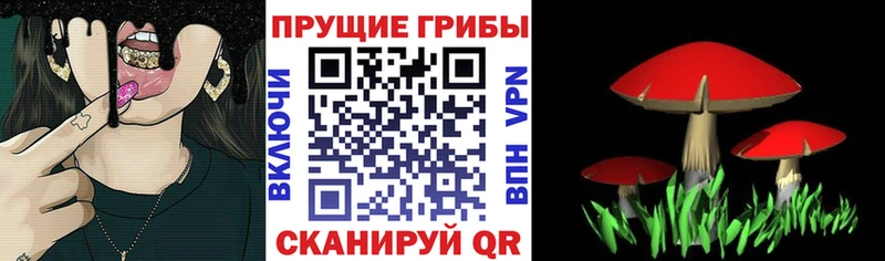 Купить где  Новошахтинск  Галлюциногенные грибы GOLDEN TEACHER 